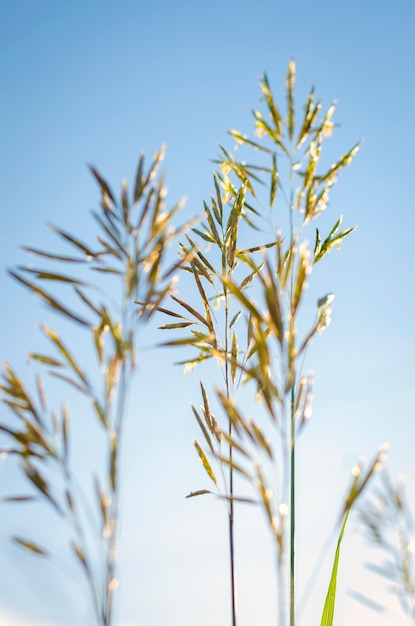 Gras met zaden tegen de lucht