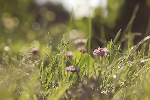 Gras natuur macro