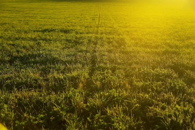 Gras onder de zonnestralen