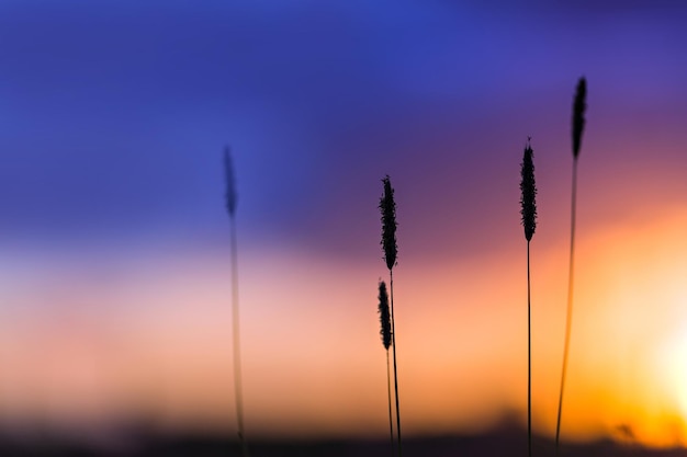 Gras op de achtergrond van de zonsonderganghemel