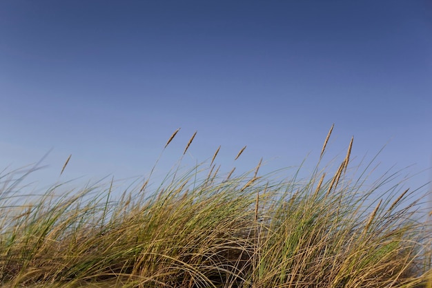 Gras op duinen