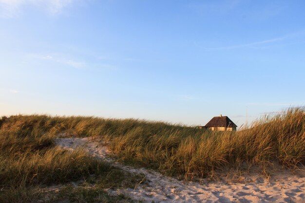 Foto gras op het landschap tegen de lucht