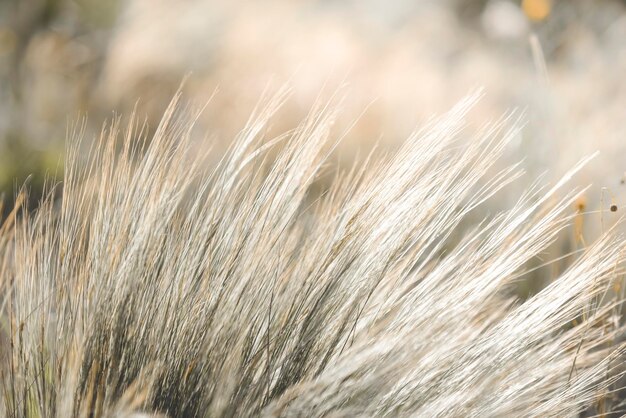 Gras op het platteland van Pampa's Argentinië