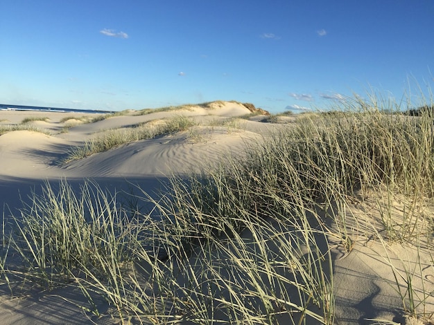 Gras op het strand tegen de lucht