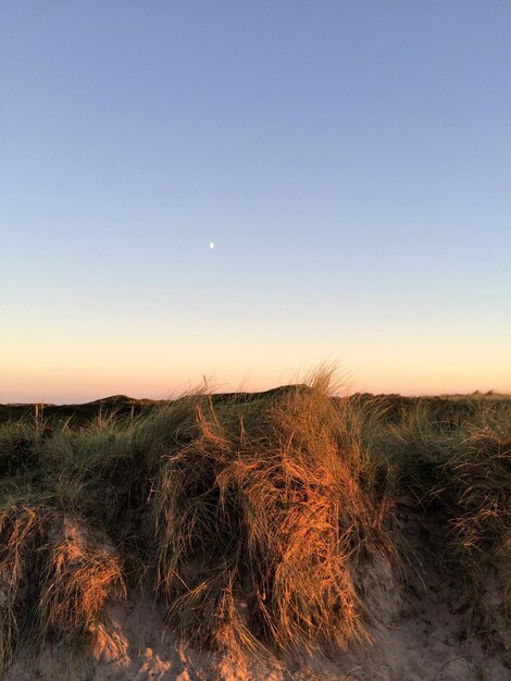 Foto gras op het strand.