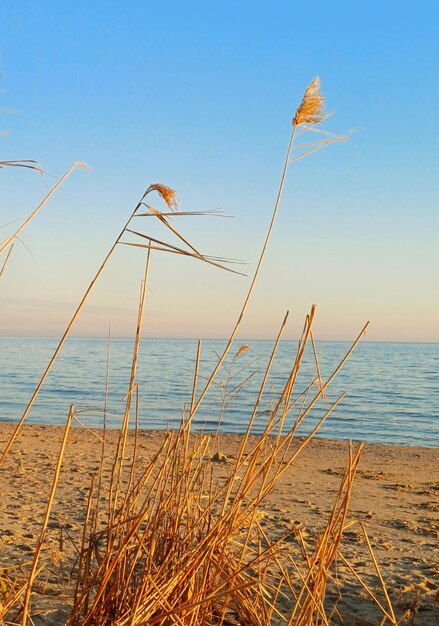 gras op het strand