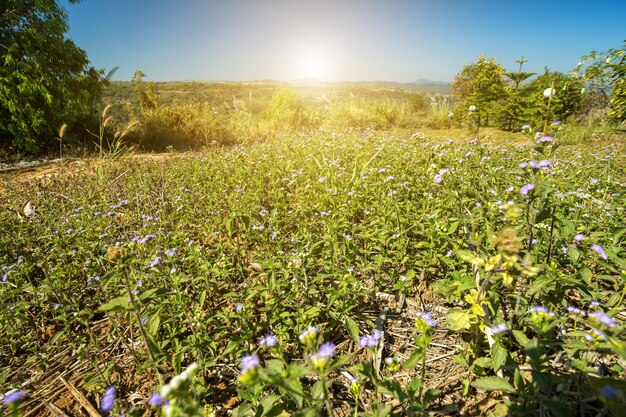 Gras op het veld Panoramisch uitzicht berg