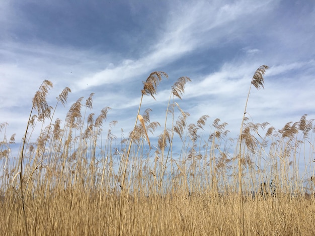 Foto gras op het veld tegen de lucht