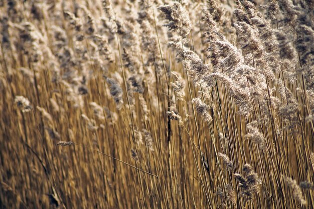 Foto gras op het veld