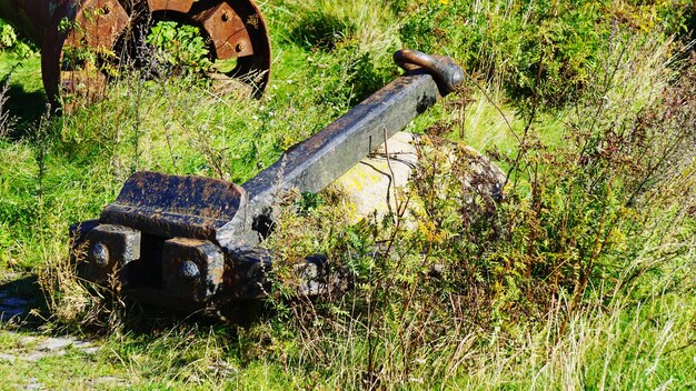 Foto gras op het veld