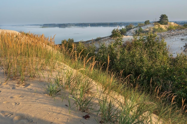 Foto gras op het zand verlicht door het zachte licht van de ondergaande zon