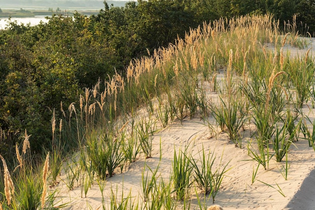 Gras op het zand verlicht door het zachte licht van de ondergaande zon