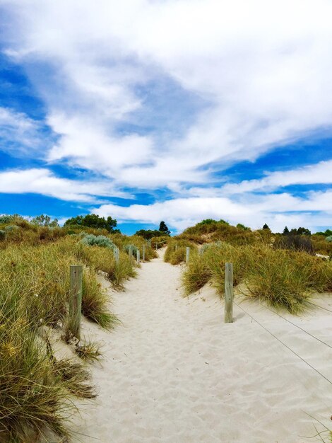 Foto gras op het zandstrand