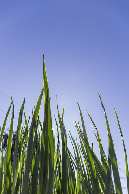 Gras van onderen gezien