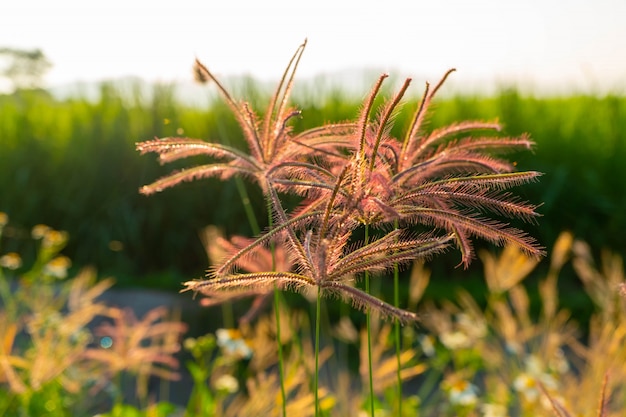 Gras van rand het lichte mooie roze bloemen op gebieden tijdens ochtend.