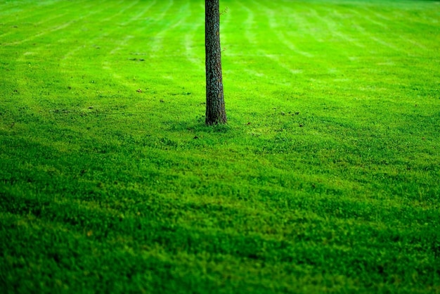 Gras van sportveld met boom