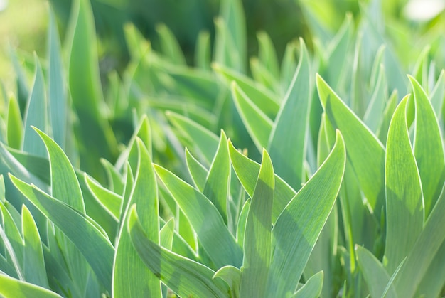 Gras verlaat planten achtergrond.