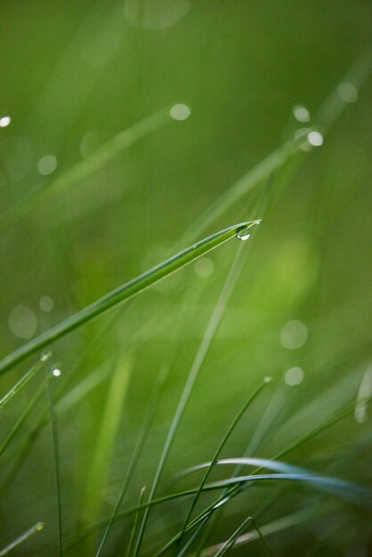 Gras. Vers groen gras met dauwdruppels close-up. Zon. Zachte focus. Abstracte natuur achtergrond