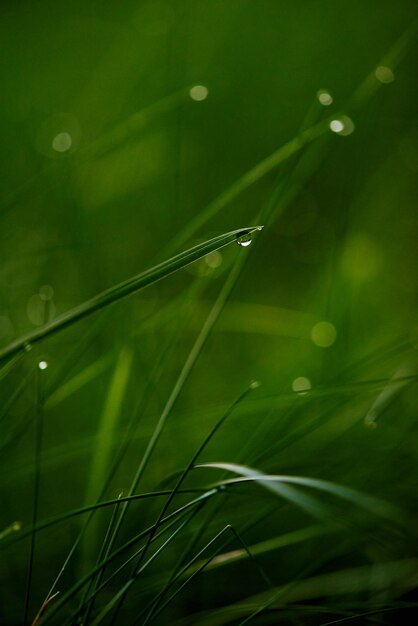 Gras. Vers groen gras met dauwdruppels close-up. Zon. Zachte focus. Abstracte natuur achtergrond