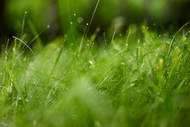 Gras. Vers groen gras met dauwdruppels close-up. Zon. Zachte focus. Abstracte natuur achtergrond