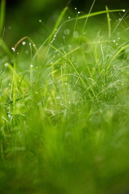 Gras. Vers groen gras met dauwdruppels close-up. Zon. Zachte focus. Abstracte natuur achtergrond