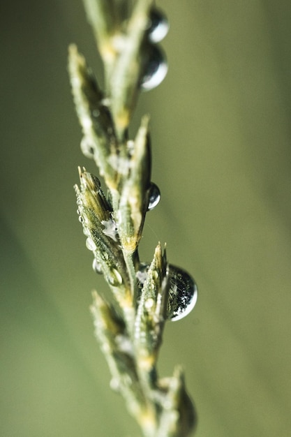 Gras. Verse groene lente gras met dauw druppels close-up. Zon. Zachte focus. Abstracte natuur achtergrond