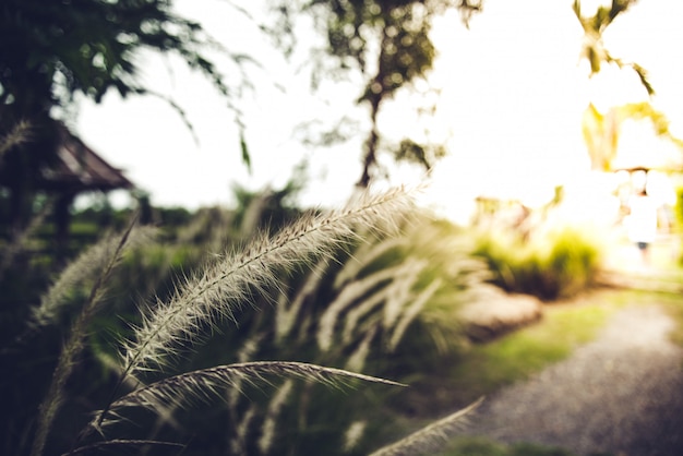 Gras versierd voor schoonheid