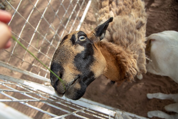 Gras voeren aan schapenvee met lange wol