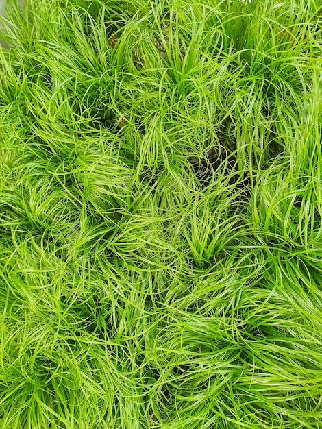 Gras voor katten in een plantenwinkel