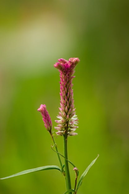 Gras weg van het veld.