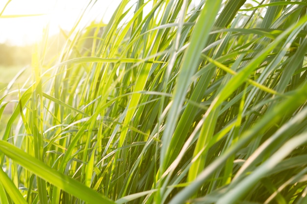 Gras zonsondergang foto van de dag