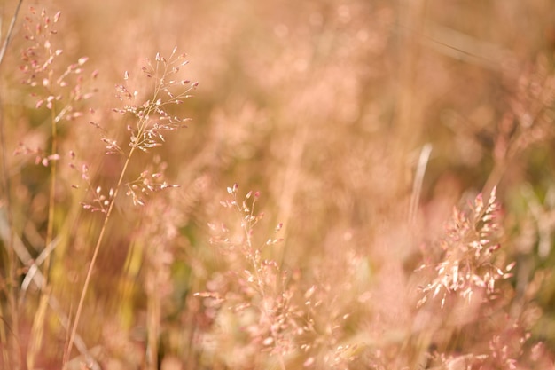 Grasachtig grasveld met zonlicht in een wazige achtergrondafbeelding geschikt voor wallpapers