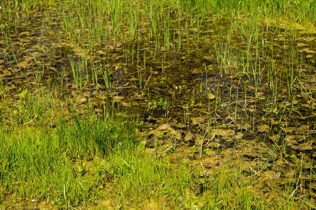Grasachtig moerasland met stilstaand water