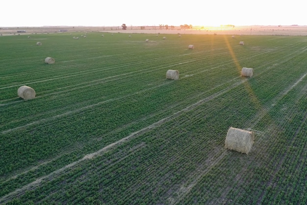 Grasbalen grasopslag op het platteland van La Pampa, Patagonië, Argentinië