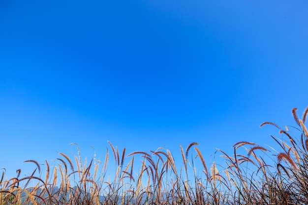 Grasbloem en blauwe lucht voor achtergrondbehang kopie ruimte hoekweergave