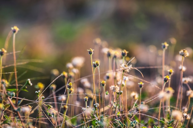 Grasbloem en zonneschijn