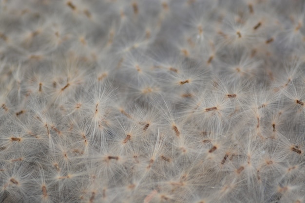 grasbloem in close-up