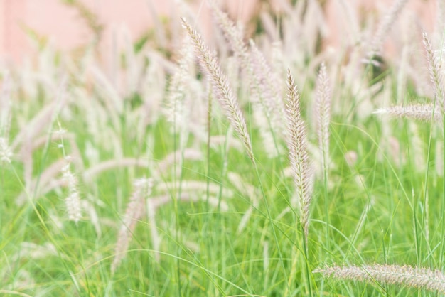 grasbloem in de tuin