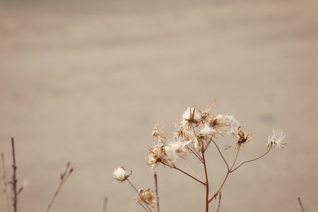 grasbloem in Korea