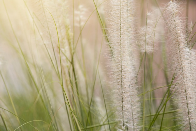 Foto grasbloem in tuin. geheugen concept.