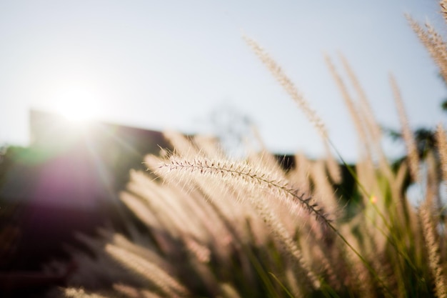 grasbloem, natuurgebied achtergrond