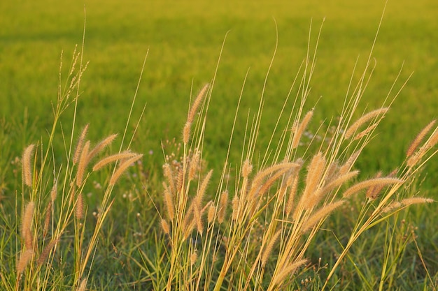 Grasbloemen die op de padieveldachtergrond bloeien