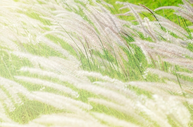 Grasbloemen met ochtendlicht