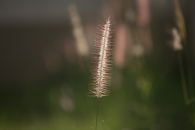 Foto grasbloemen.