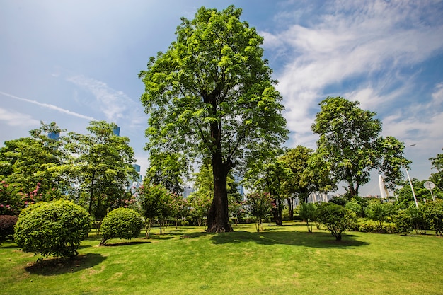 Grasbomen