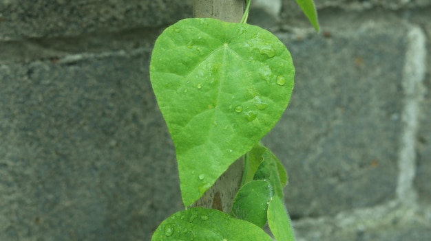 Grasgelei of bladgelei of kruidengelei plant Het is ook bekend als camcao juju janggelan cincau