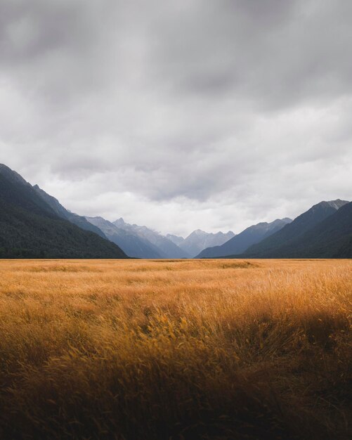 Grasland in Milford Sound, Nieuw-Zeeland