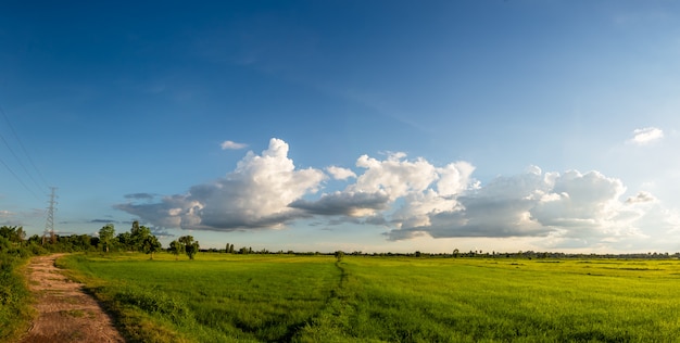 Grasland met onverharde weg in landelijke scène op blauwe hemelachtergrond
