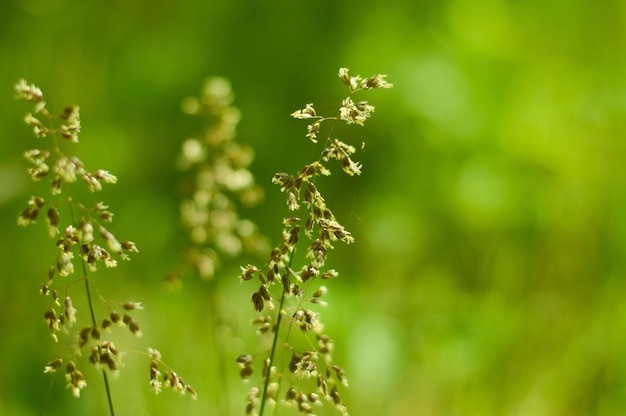 Graslandachtergrond in de zomernatuur