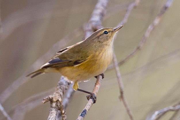 Grasmus Phylloscopus trochilus Malaga Spanje